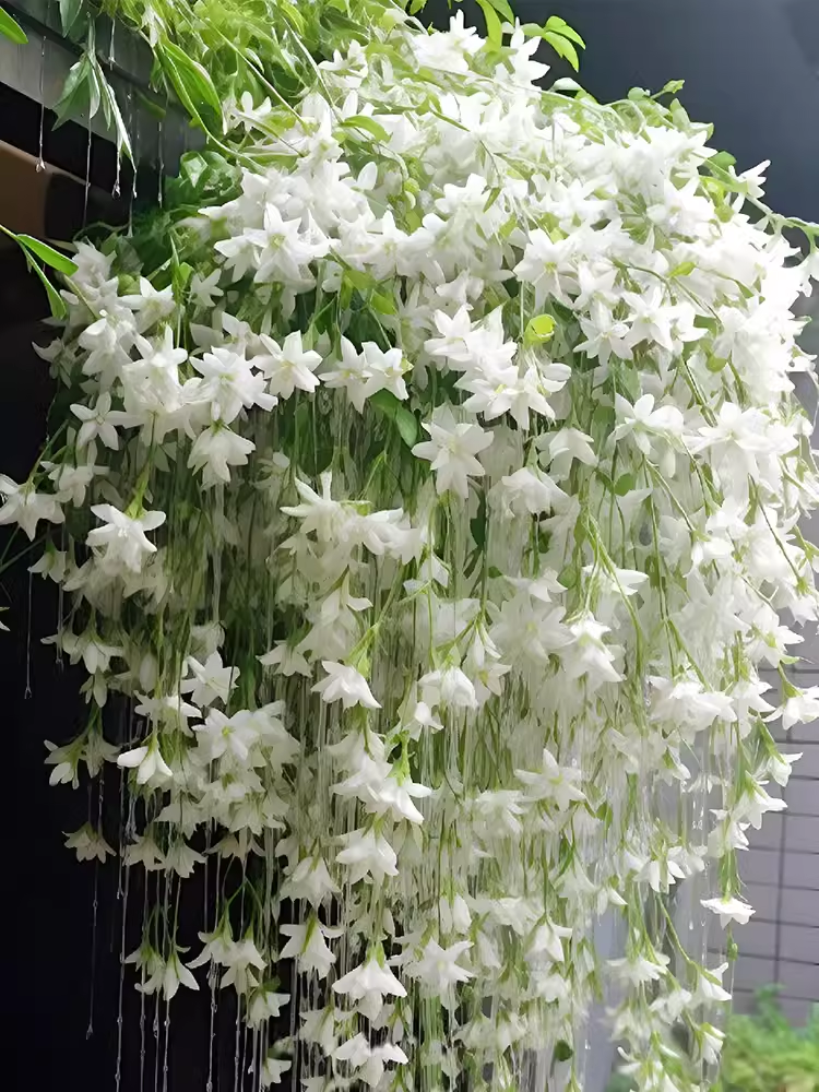 🔥 2025 Garden Must-Have 🌾 Perennial weeping jasmine seeds