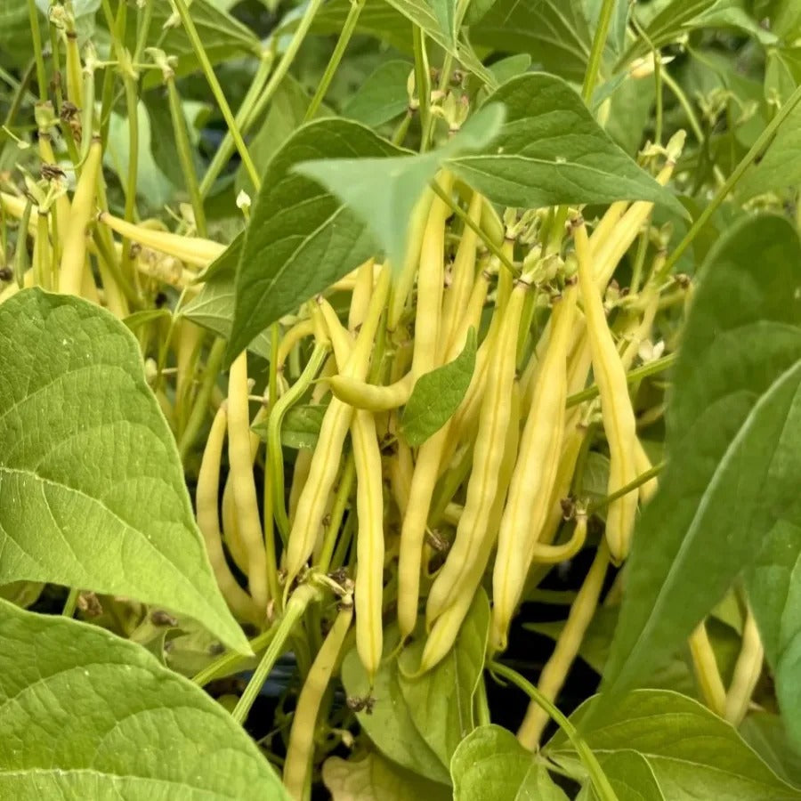 High Yielding Kidney Beans