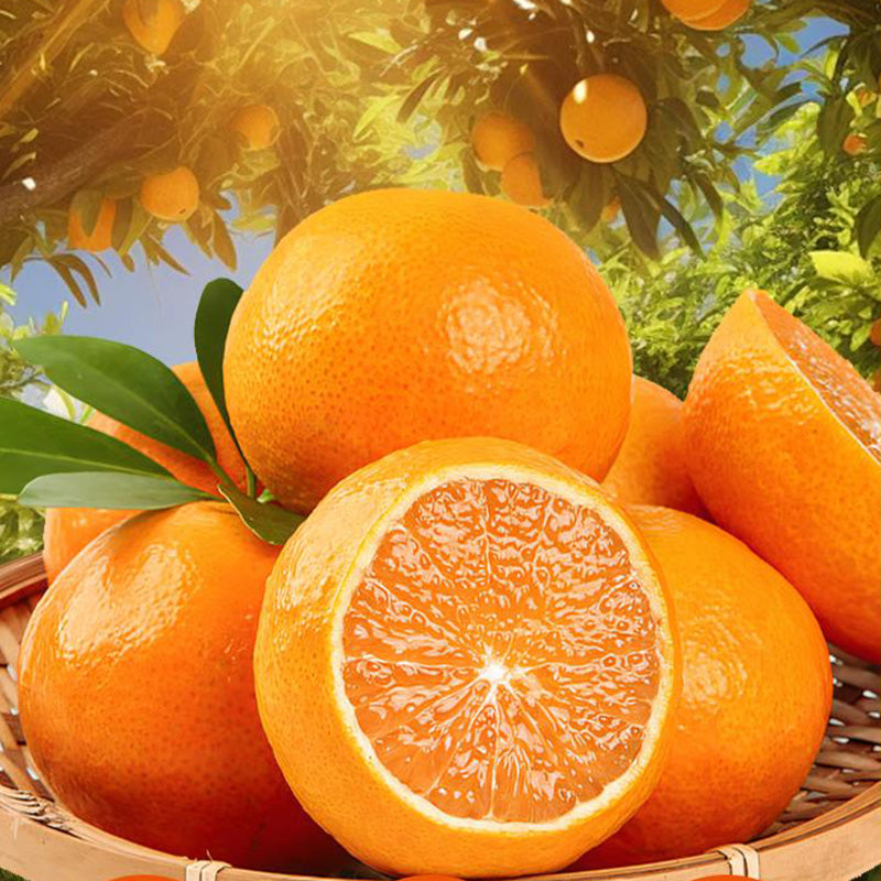 Jelly Orange Seeds🍊