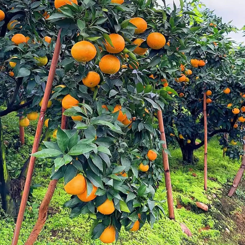 Jelly Orange Seeds🍊