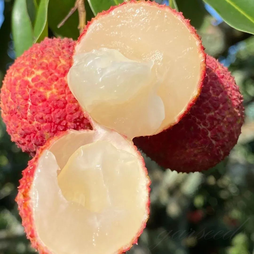 ✨Seedless Lychee Seeds
