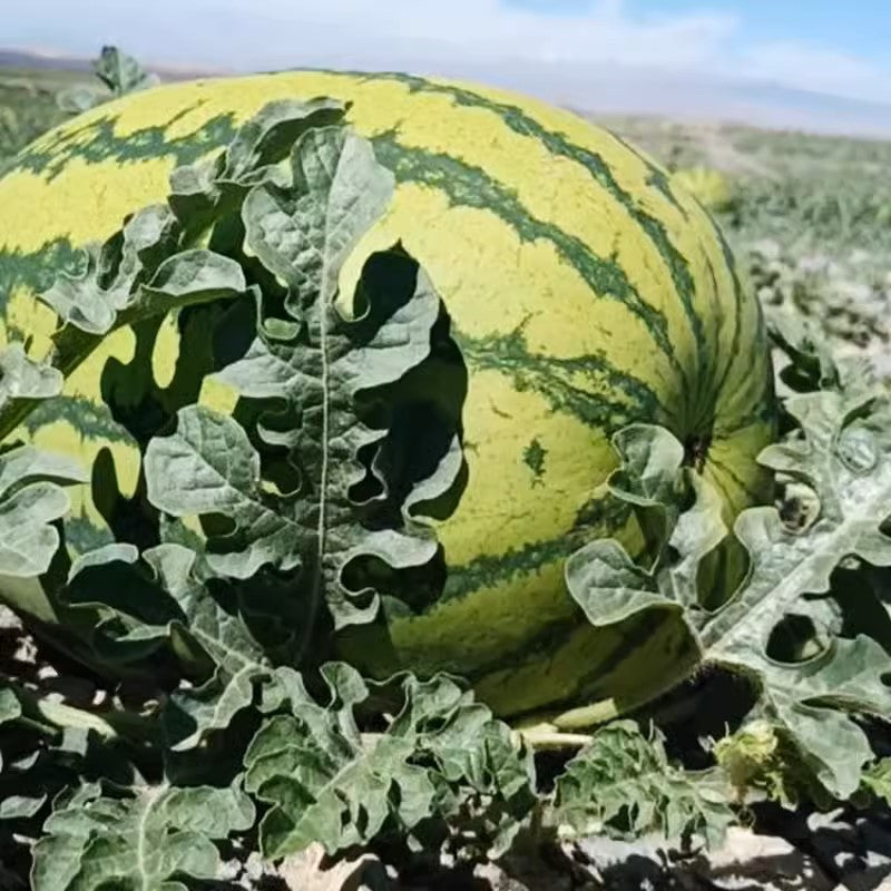Lazy Giant Watermelon Seeds
