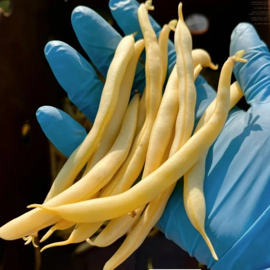 High Yielding Kidney Beans