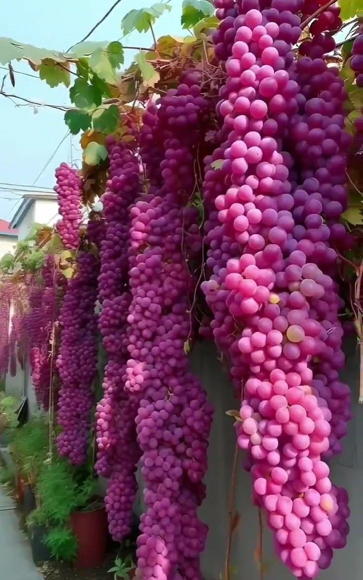 Giant Grape seeds