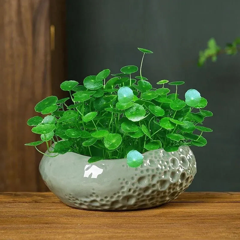 🌿Copper Coin Grass👀 Grows in Water to Attract Wealth