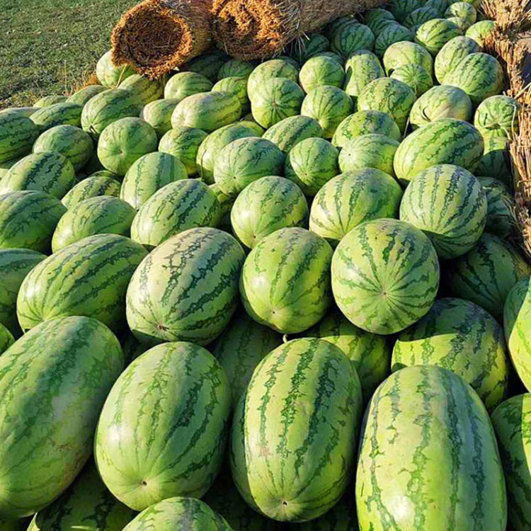 Lazy Giant Watermelon Seeds