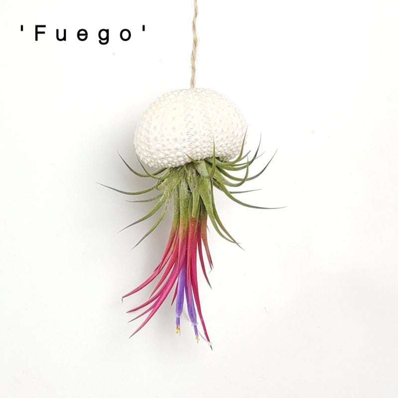 🌱HANGING AIR PLANT JELLYFISH