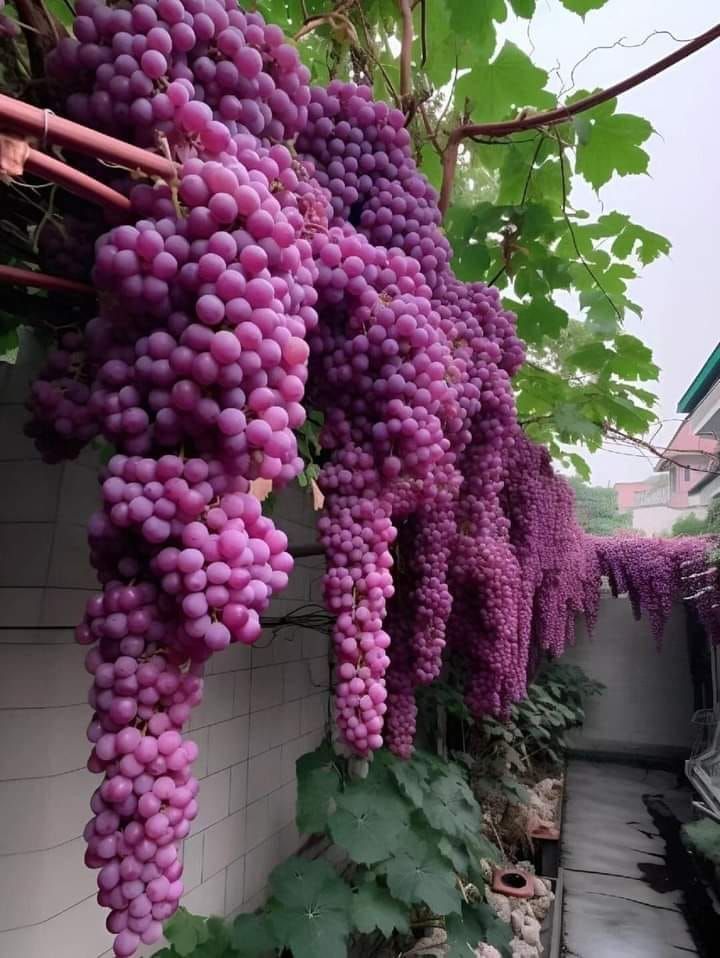 Giant Grape  seeds