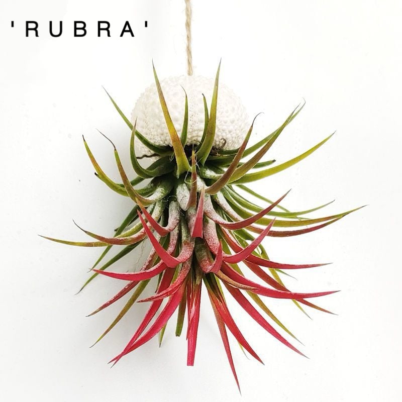 🌱HANGING AIR PLANT JELLYFISH