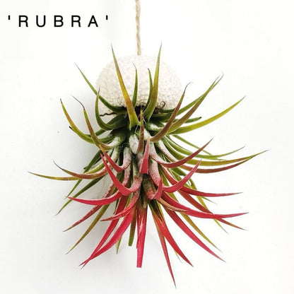 🌱HANGING AIR PLANT JELLYFISH