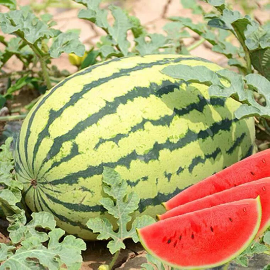 Lazy Giant Watermelon Seeds