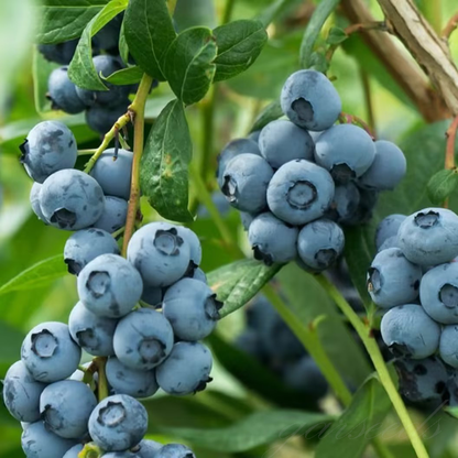 Giant Blueberry🫐Fruit Seeds (HIGH YIELD)