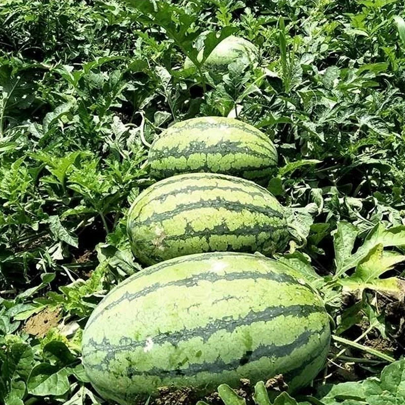 Lazy Giant Watermelon Seeds