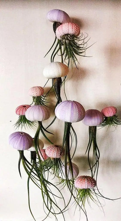 🌱HANGING AIR PLANT JELLYFISH