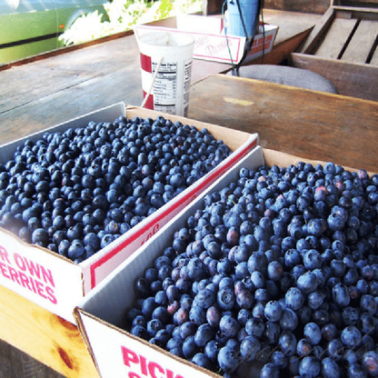Giant Blueberry🫐Fruit Seeds (HIGH YIELD)