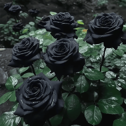RARE BLACK RED ROSE FLOWER SEEDS
