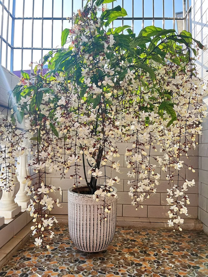 🔥 2025 Garden Must-Have 🌾  Perennial weeping jasmine seeds