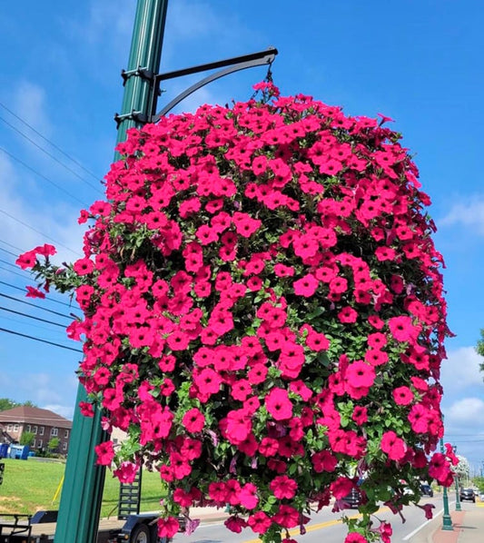 💥This Week's Special Price $16.99🌱Uv Simulation Artificial Morning Glory