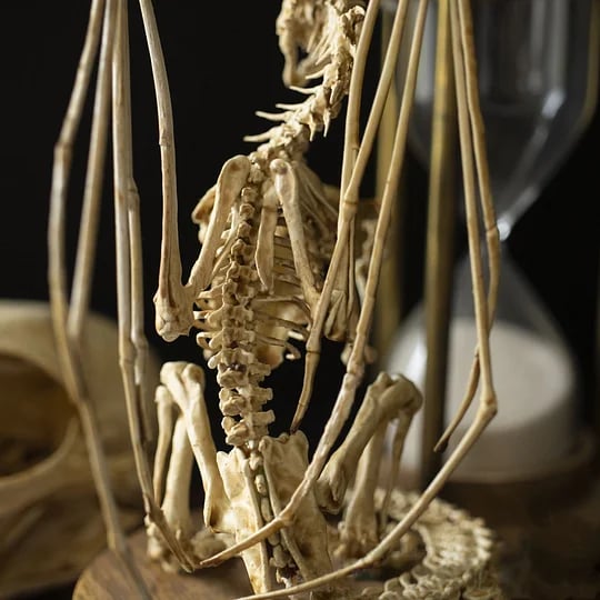 👍Last Day Promotion 49% OFF💥WENDIGO SKELETON CURIOSITY CABINET