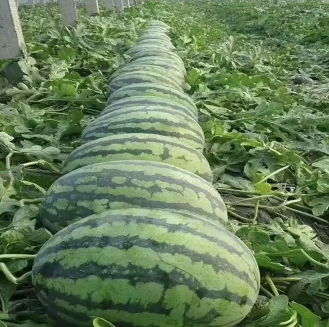 Lazy Giant Watermelon Seeds