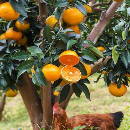 Jelly Orange Seeds🍊