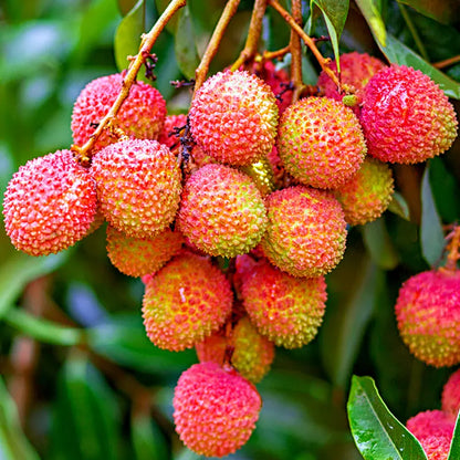 ✨Seedless Lychee Seeds