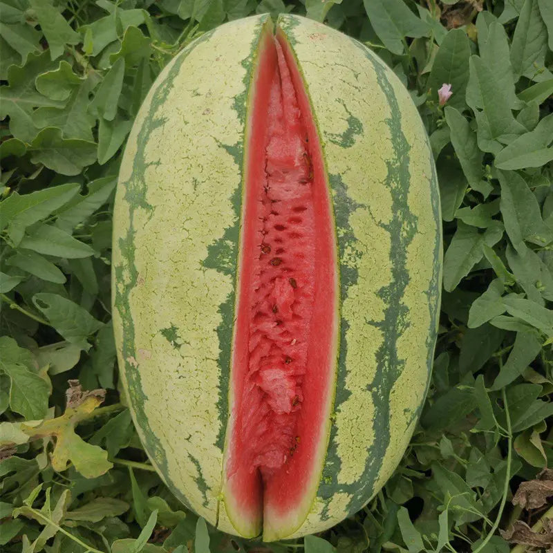 Lazy Giant Watermelon Seeds