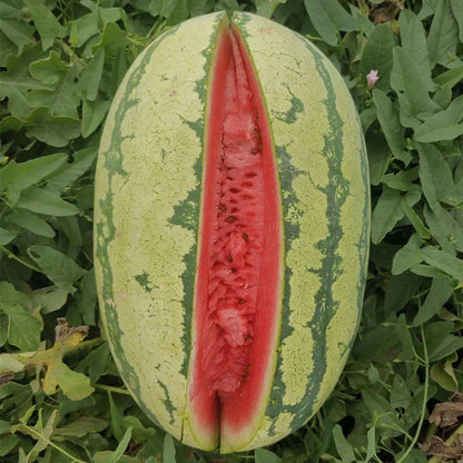 Lazy Giant Watermelon Seeds