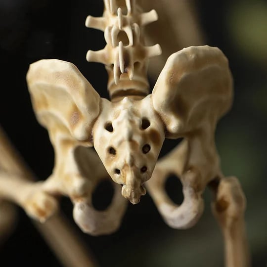 👍Last Day Promotion 49% OFF💥WENDIGO SKELETON CURIOSITY CABINET