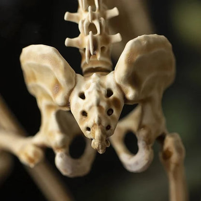 👍Last Day Promotion 49% OFF💥WENDIGO SKELETON CURIOSITY CABINET