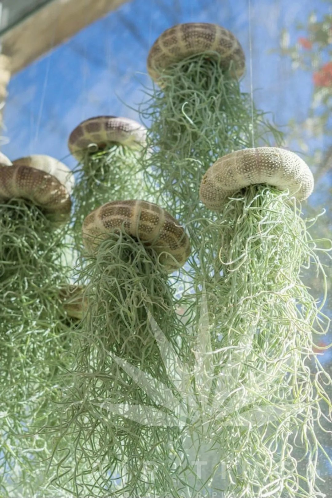 🌱HANGING AIR PLANT JELLYFISH
