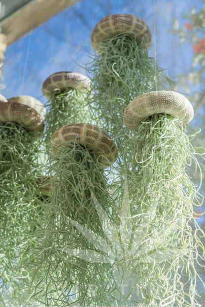🌱HANGING AIR PLANT JELLYFISH