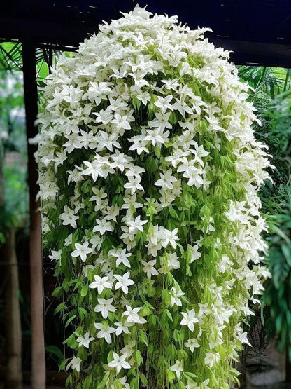 🔥 2025 Garden Must-Have 🌾  Perennial weeping jasmine seeds