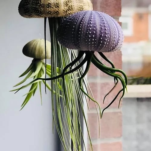 🌱HANGING AIR PLANT JELLYFISH