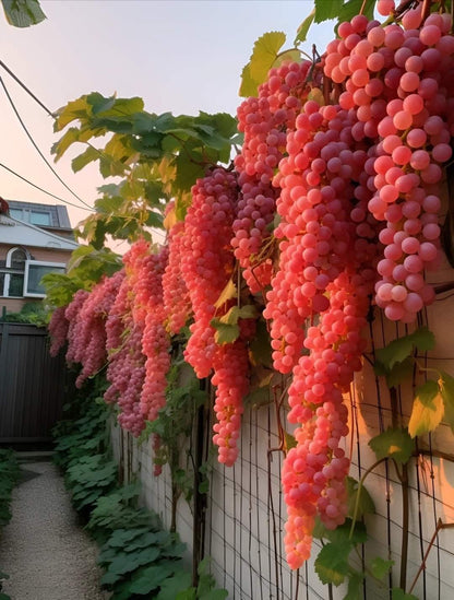 Giant Grape  seeds