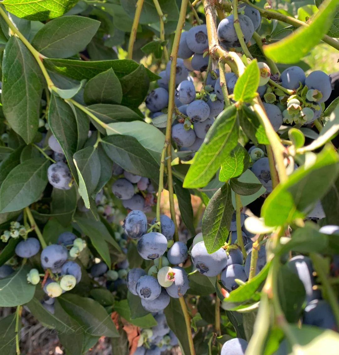 Giant Blueberry🫐Fruit Seeds (HIGH YIELD)