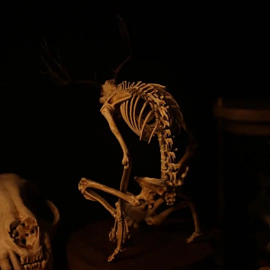 👍Last Day Promotion 49% OFF💥WENDIGO SKELETON CURIOSITY CABINET