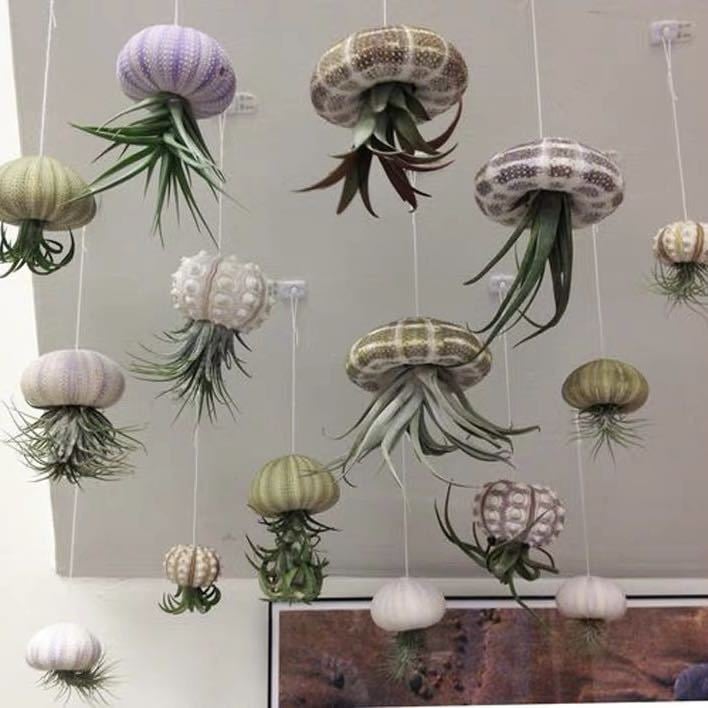 🌱HANGING AIR PLANT JELLYFISH