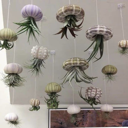 🌱HANGING AIR PLANT JELLYFISH
