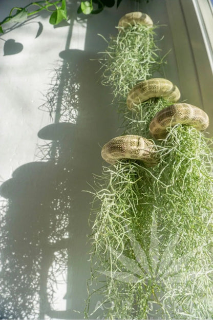 🌱HANGING AIR PLANT JELLYFISH