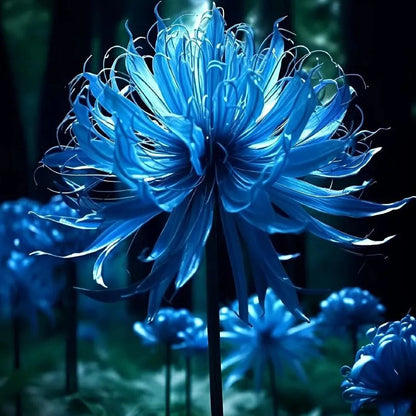 💙Blue Spider Lily Bulbs: Where Mystery Meets Beauty