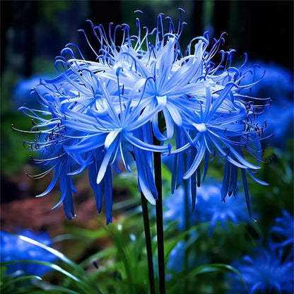 💙Blue Spider Lily Bulbs: Where Mystery Meets Beauty