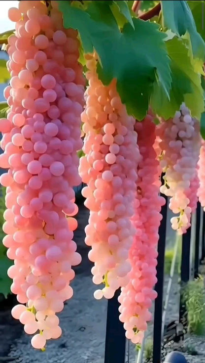 Giant Grape  seeds