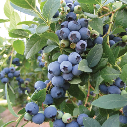 Giant Blueberry🫐Fruit Seeds (HIGH YIELD)