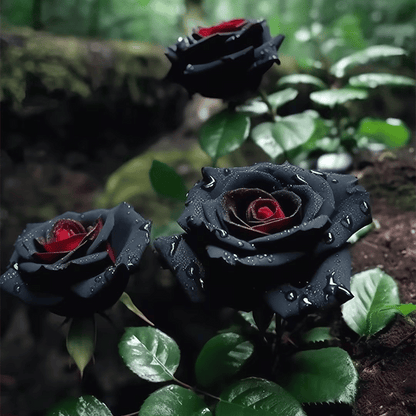 RARE BLACK RED ROSE FLOWER SEEDS