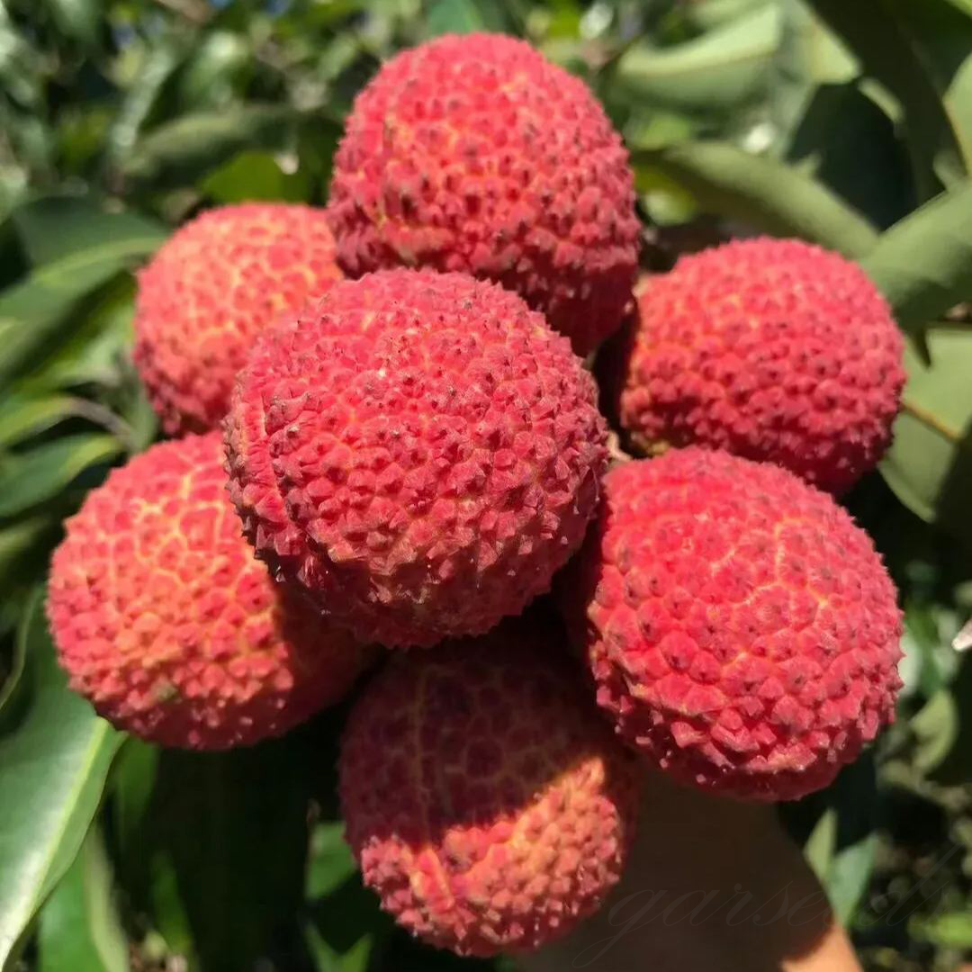✨Seedless Lychee Seeds