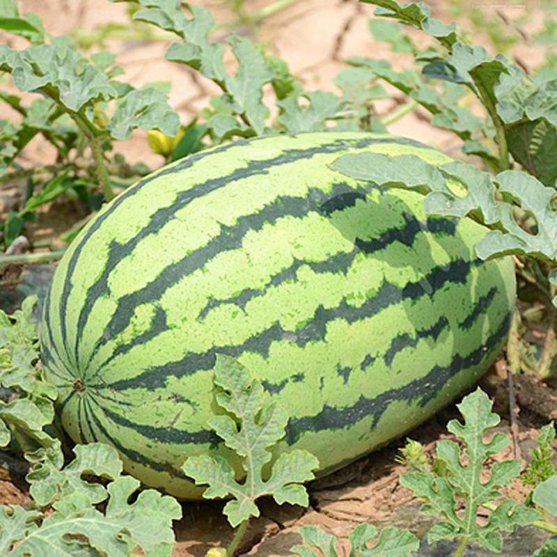 Lazy Giant Watermelon Seeds