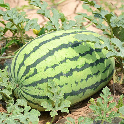 Lazy Giant Watermelon Seeds