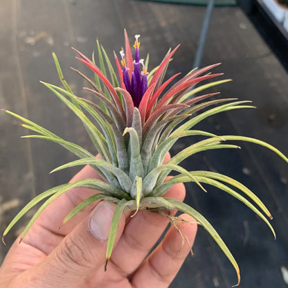🌱HANGING AIR PLANT JELLYFISH