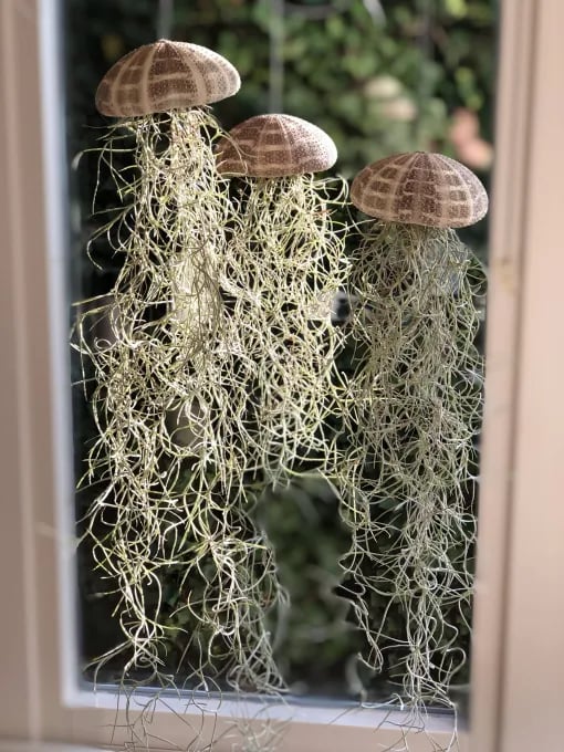 🌱HANGING AIR PLANT JELLYFISH